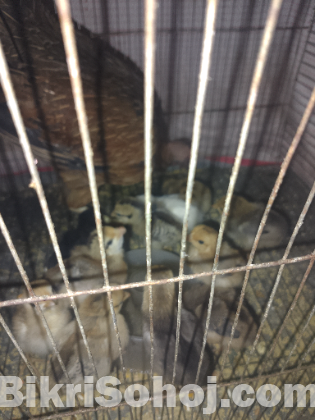 দেশি মুরগী বাচ্চা সহ